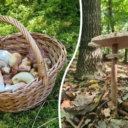 Zahrada Na Cyklostezce - Karavanové Stání Kemp